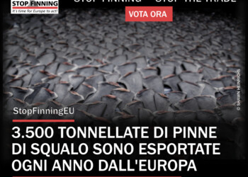 SPINNAMENTO DEGLI SQUALI. OIPA DIFFONDE L’INIZIATIVA EUROPEA “STOP FINNING – STOP THE TRADE”
