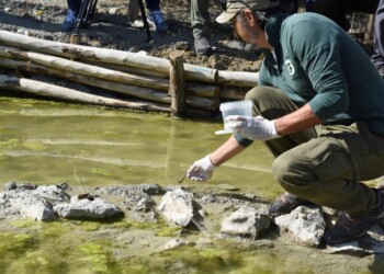 RILASCIATI IN NATURA 33 RARI ULULONI APPENNINICI
