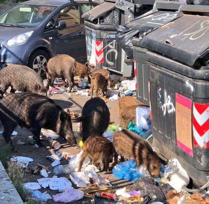 Esposto Raggi contro Regione Lazio su gestione cinghiali