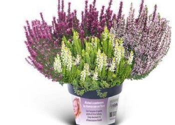 Proprio in occasione di Alzheimer Fest i ricercatori di Airalzh Onlus presenteranno i loro progetti di ricerca