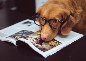 Amici a quattro zampe e patentino per proprietari: come conoscere le regole base per una perfetta convivenza?