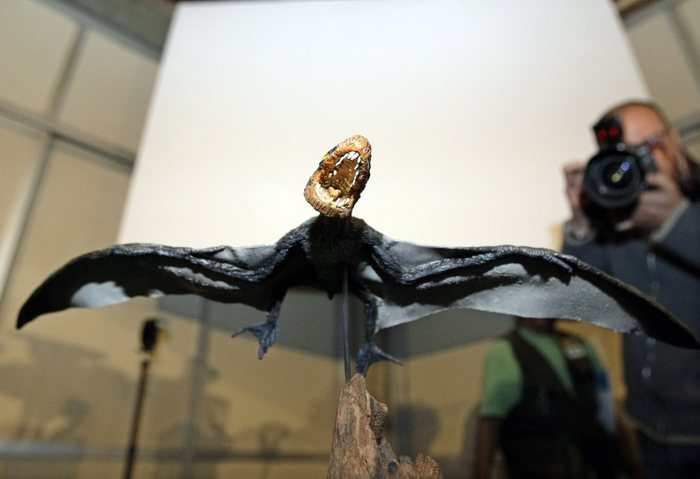 Paleontologia: scoperto in Cile fossile di pterosauro