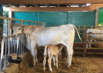 Coldiretti Marche, sempre meno latte nelle Marche: “Meno allevamenti uguale abbandono del territorio”