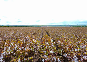 La prima piantagione di cotone italiano raddoppia il raccolto: pronti altri 43 ettari