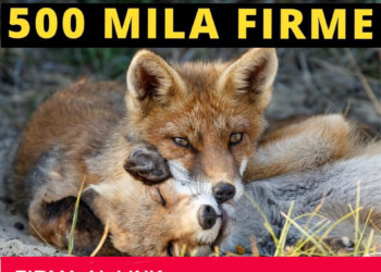 Referendum per l’Abolizione della Caccia, stamane il “FIRMA NON STOP” del Partito Animalista Italiano con in onda, di continuo, il film: “Caccia SpA”