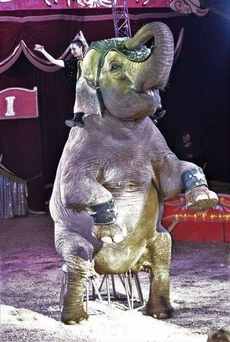 Animali: malattia uccide elefantessa Circo Rolando Orfei