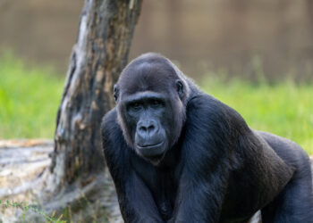 Chi ha messo la scimmia a Wall Street?