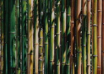 Investimenti FinTech a impatto zero? Con Opstart è possibile, e con le piantagioni di Forever Bambù la sostenibilità è 100% made in Italy