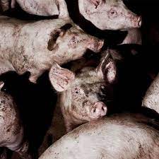 Maiali immersi nelle feci e sgozzati ancora coscienti: Animal Equality denuncia illegalità e crudeltà di un macello messicano