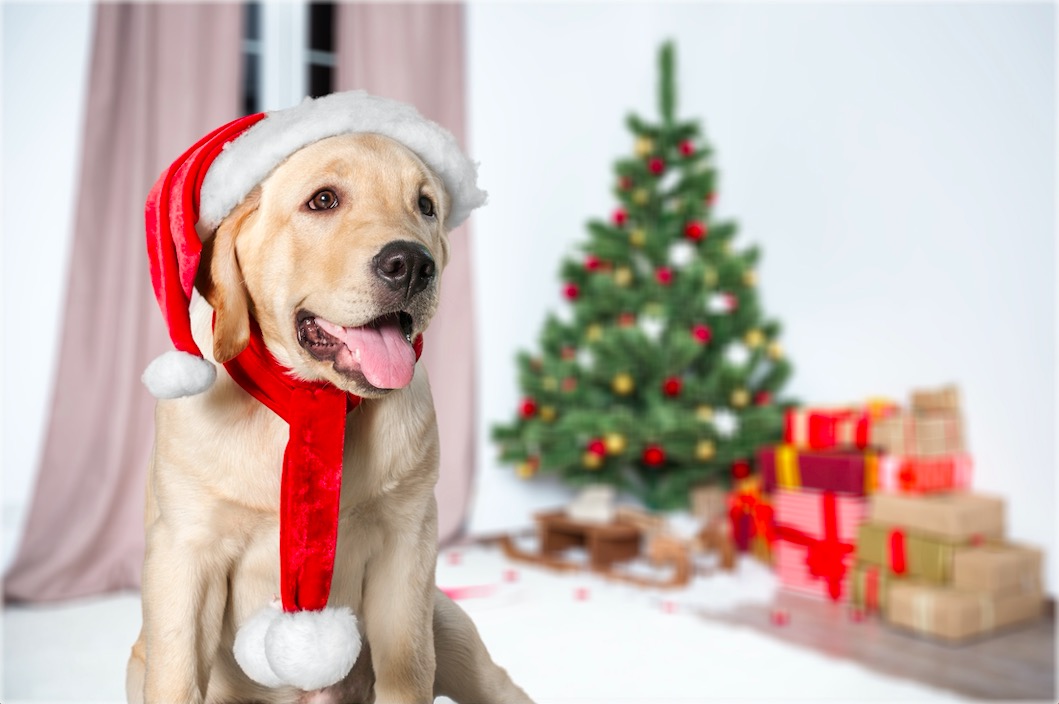 Natale a quattro zampe: regali sotto l’albero per oltre il 62% di cani e gatti!