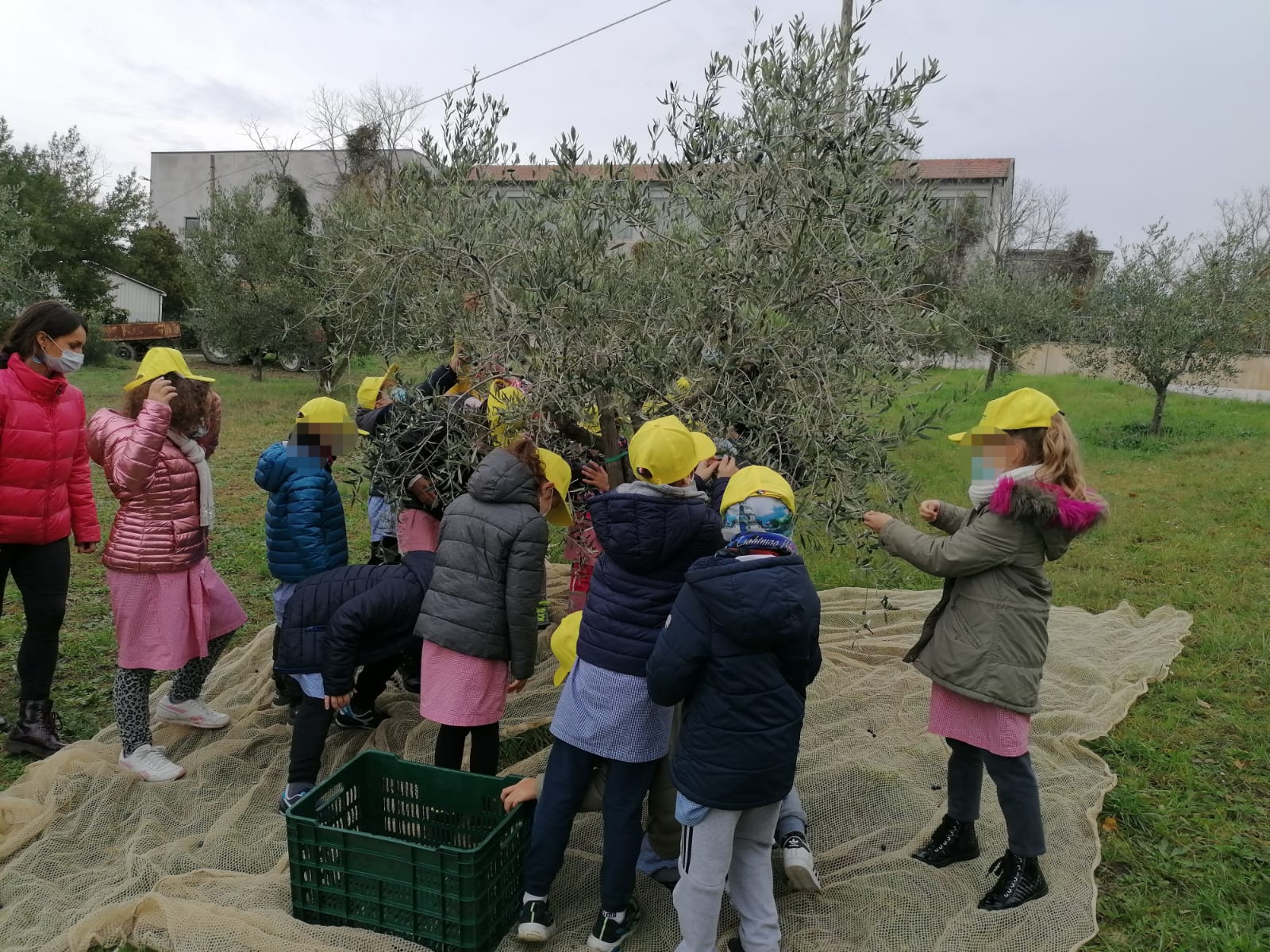 Coldiretti Marche, studenti in campo e festa nei mercati: per l’olio è un’annata positiva e di rilancio