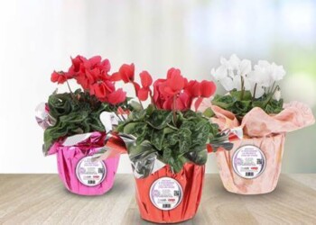 NATALE 2021, UN CICLAMINO PER SOSTENERE LA RICERCA CONTRO L’ALZHEIMER