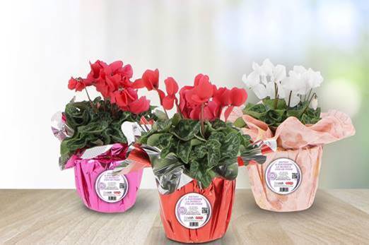 NATALE 2021, UN CICLAMINO PER SOSTENERE LA RICERCA CONTRO L’ALZHEIMER