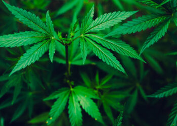 In che modo il CEO di MedMen sta rendendo l’azienda di cannabis una in cui investire?