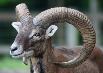 MUFLONI ISOLA DEL GIGLIO. PARTE LA MATTANZA DESTINATA ALL’AUTOCONSUMO E ALLA RACCOLTA PUNTI DEI CACCIATORI