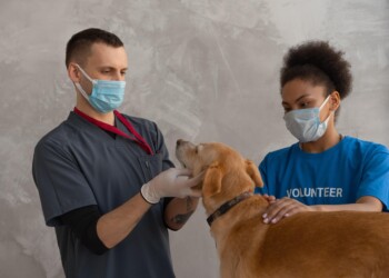 Quando il cane diventa anziano, cosa bisogna sapere?