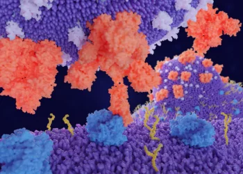 i ricercatori, Hui Jiang e Ya-Fang Mei, hanno pensato di analizzare il ruolo della proteina Spike a livello intracellulare