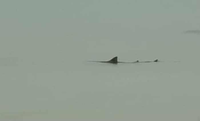 Squalo verdesca nuota vicino a riva al Poetto di Cagliari