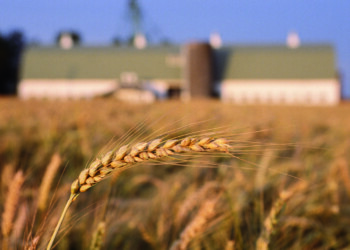 Agricoltura. Stoccaggio di cereali, strutture obsolete ma buone notizie dal PNRR