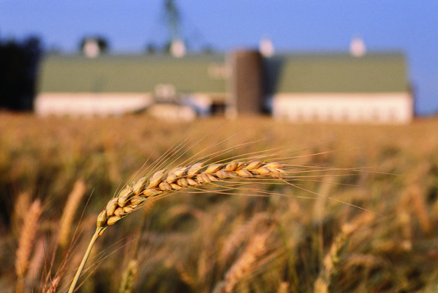 Agricoltura. Stoccaggio di cereali, strutture obsolete ma buone notizie dal PNRR