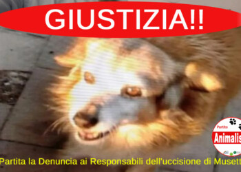 Dopo la tragedia del cane ucciso da un petardo a Crotone, il Partito Animalista Italiano chiede a Sindaco e Amministrazione il divieto di botti e petardi sino alla fine delle feste