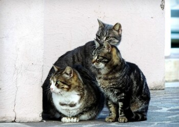 CIBO DAL CAMPIDOGLIO ALLE COLONIE FELINE ROMANE. DOMANDE ENTRO IL 4 GENNAIO, L’OIPA SPIEGA COME PARTECIPARE