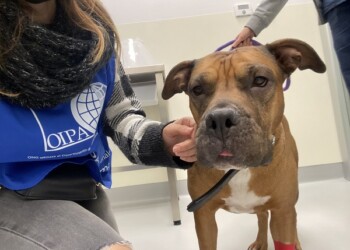 LA STORIA DI NENA, CANE DI UNA CLOCHARD, SALVATA DALL’OIPA NELL’AMBITO DEL PROGETTO VIRGINIA