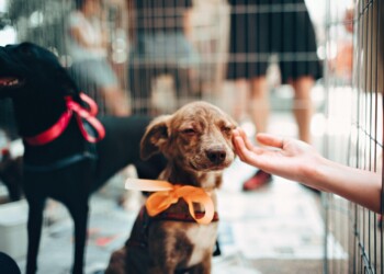 I tre errori da evitare quando si vuole adottare un cane