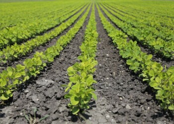 Confagricoltura Fvg, annata 2021: valori della produzione ancora in calo