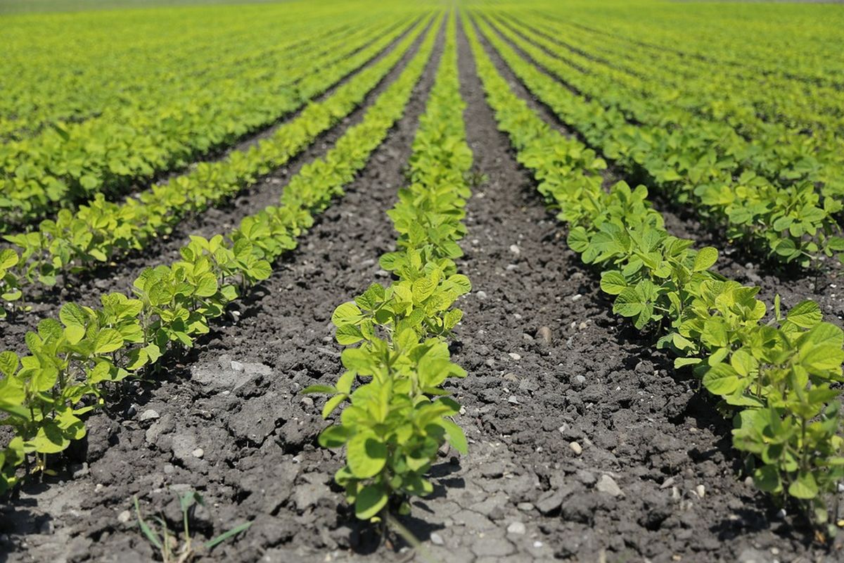 Confagricoltura Fvg, annata 2021: valori della produzione ancora in calo