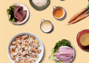 Cani in sovrappeso, i consigli degli esperti per la remise en forme