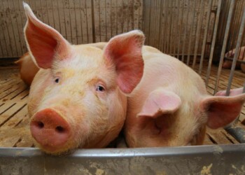 Scatta l’allerta per la peste suina africana, a rischio gli allevamenti di maiali