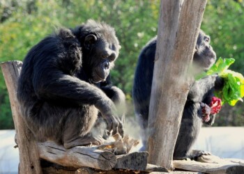 IL FREDDO E GLI ANIMALI DEL BIOPARCO 2022