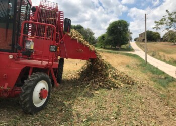 Coldiretti, nelle Marche aumenta la produzione di barbabietola e si punta a mini impianti regionali