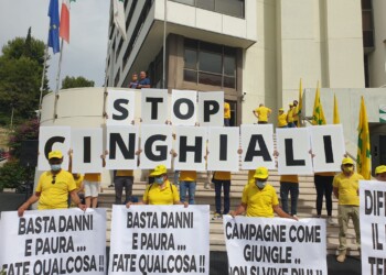 Coldiretti Marche, cinghiali portatori di peste suina