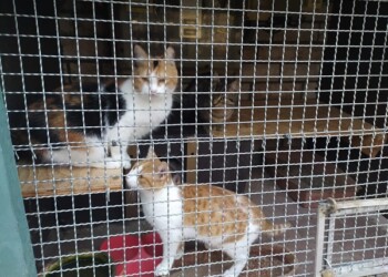 gatte modena sequestrate