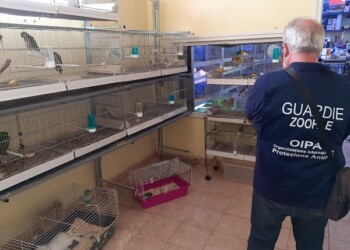 SANZIONI PER 140 MILA EURO NEI NEGOZI CHE VENDONO ANIMALI. OPERAZIONE “PET SHOP” DELLE GUARDIE ZOOFILE DELL’OIPA DI ROMA