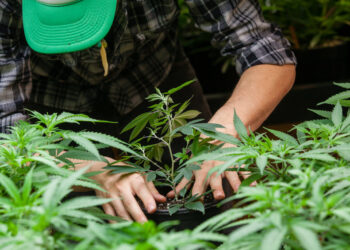 Martedì il titolo Flora Growth è salito del 20%: ecco perché