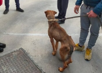 Ragusa: denunciato l’uomo che deteneva un cane scheletrico grazie all’intervento dell’OIPA
