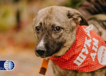 UCRAINA, È EMERGENZA ANCHE PER GLI ANIMALI. OIPA INTERNATIONAL CON I VOLONTARI NEI TERRITORI SOTTO ATTACCO