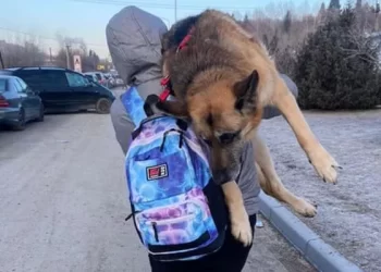Alisia ha raccontato che il suo cane Pulya ha fatto di tutto per camminare, ma era troppo anziano per continuare.