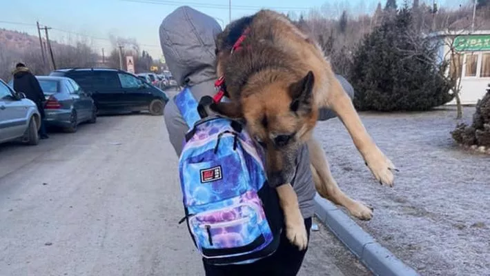 Alisia ha raccontato che il suo cane Pulya ha fatto di tutto per camminare, ma era troppo anziano per continuare.