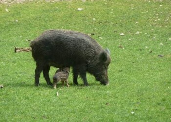 Nella giornata mondiale della fauna selvatica l’ennesimo appello per fermare lo sterminio cinghiali