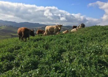 CONFLITTO RUSSA-UCRAINA, ALLARME DELL’AGRICOLA PUCCIA IN GINOCCHIO AZIENDE ZOOTECNICHE MADONITE.