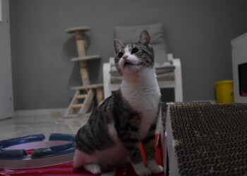 A MILANO UNA CASA A MISURA DI GATTO: LA CAT HOUSE DELL’OIPA PER I MICI SENZA CASA IN ATTESA DI UNA FAMIGLIA