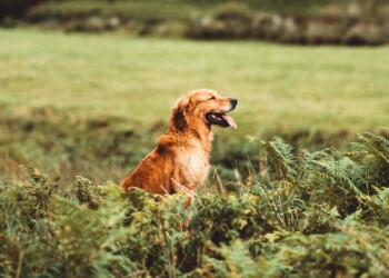 Primavera in arrivo: otto cose da sapere sulla Leishmania