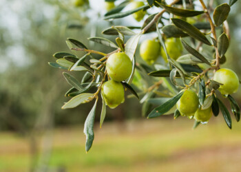 La festa dell’olio e della biodiversità in Tuscia