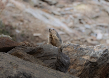 #BiodiversitàInVolo: Fondazione UNA & Federparchi insieme in una campagna di sensibilizzazione contro il bracconaggio