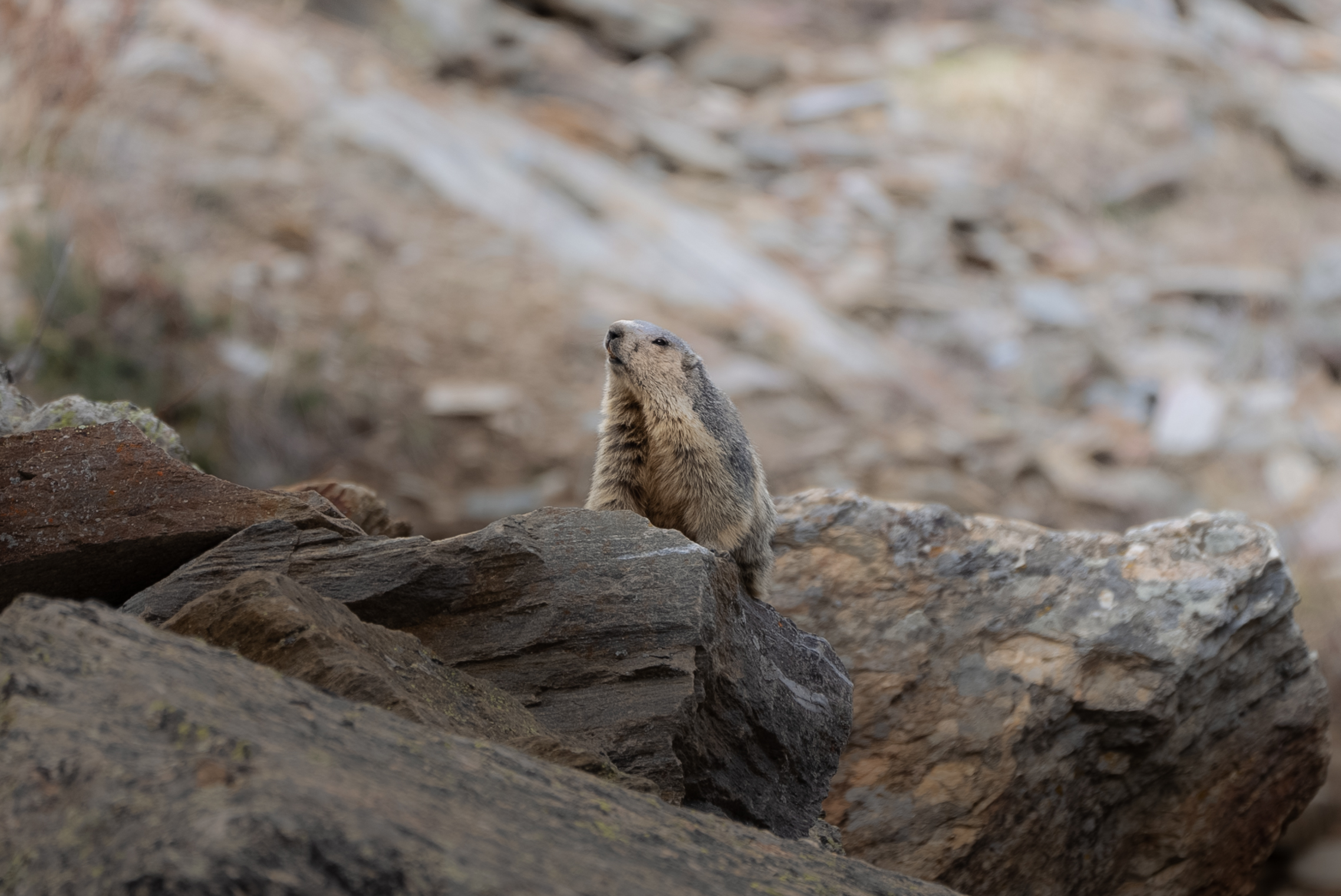 #BiodiversitàInVolo: Fondazione UNA & Federparchi insieme in una campagna di sensibilizzazione contro il bracconaggio
