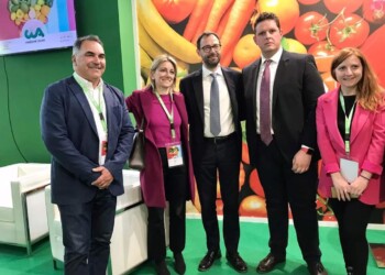 ciliegia di Bisceglie